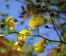 Oncidium varicosum