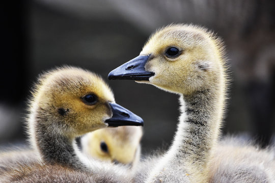 canada goose goslings 