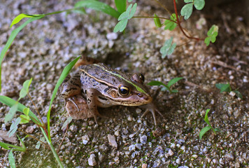 トノサマガエル