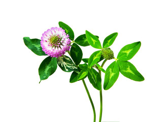 Flower of a red clover.
