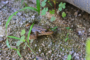 トノサマガエル