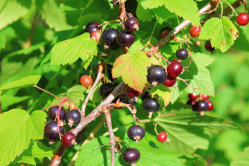 Black currant on the branch. Close-up. Background.