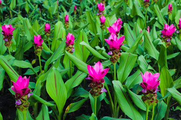 Beautiful abstract color red and pink flowers in the public garden parks