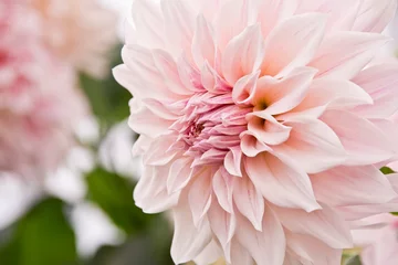 Foto op Plexiglas roze dahlia close-up © Veronique