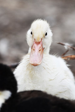 Duckling portrait 