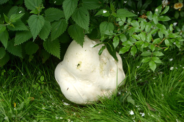 Giant puffball fungus on a lawn in a decayed park.