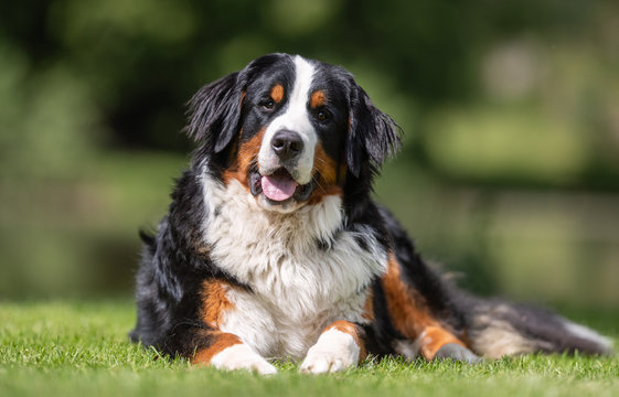 Beautiful dog breeds