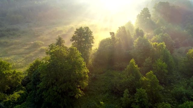 Foggy meadow against morning sun rays. Flying over trees and grass, lit by the rising sun. Aerial shot, UHD
