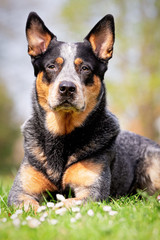 Beautiful dog breeds