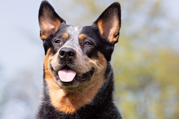 Beautiful dog breeds