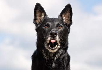 Beautiful dog breeds