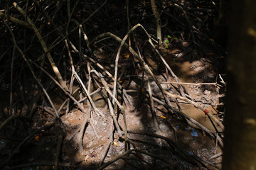 Mangrove forests are the trees that can tolerate saltwater. Mangroves are impenetrable tangle their above and below water roots. Mangrove Trees are growing in Brackish water and covered on mud.