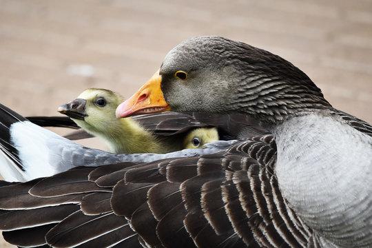 greylag goose protecting young