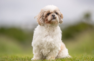 Beautiful happy dog breeds