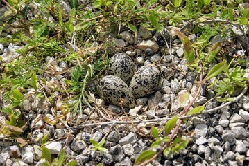 bird eggs on side of road