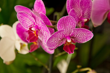 Fototapeta na wymiar pink and purple tropical orchid garden