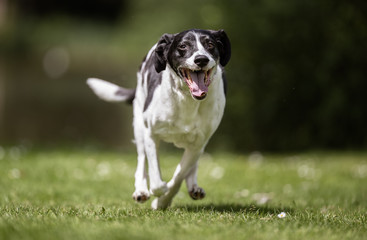 Beautiful happy dog breeds