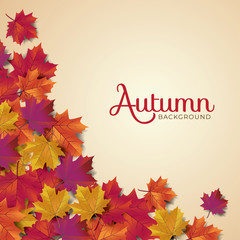 Autumn background layout typography decorate with leaves for greeting promo poster or web banner.Vector illustration template.