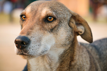 Street Dog in College