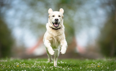 Obraz premium Beautiful happy dog breeds