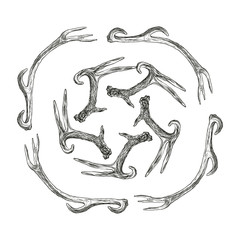 Vector illustration. Hand drawing on a graphic tablet. Frame made of deer antlers.