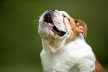 Beautiful happy dog breeds