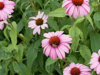 Echinacea purpurea - Rudbeckie ou échinacée pourpre 'Bright rose' 