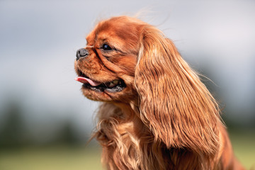 Beautiful happy dog breeds