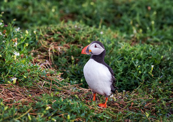 Portrait of an Atlantic puffin. Sea bird standing on green grass. Farne Islands, Northumberland England, North Sea