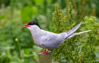 Arctic tern in natural habitat. Farne Islands, Northumberland England, North Sea. Green grass background. 