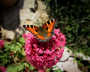  Papillon tacheté orange et noir (Aglais urticae) posé sur les fleurs rose vif de Centranthus...