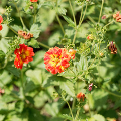 Potentilles à corolles semi-doubles de couleur jaune-or flammée d'orange (Potentilla x hybrida 'William Rollinson')