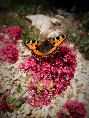  Papillon Vanesse de l'ortie,  Small Tortoiseshell (Aglais urticae) posé sur une Valériane rouge