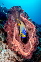 Beautiful Queen Angelfish in Huge Pink Barrel Sponge Underwater in Cozumel, Mexico while Scuba Diving