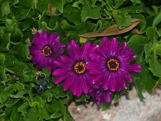 margaritas de flores moradas y polen dorado