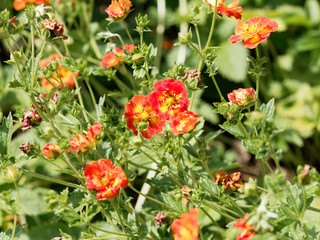 Potentilles à corolles semi-doubles de couleur jaune-or flammée d'orange (Potentilla x hybrida...