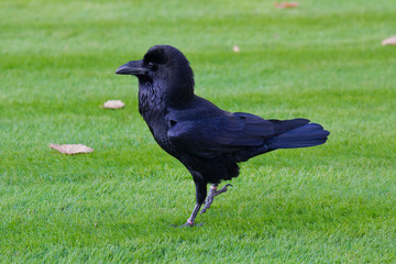 Closeup portrait of famous black raven of the Tower of London, UK on the green grass background