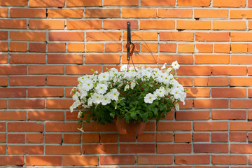 white summer flowers in pot on bricks wall