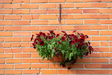 red summer flowers in pot on bricks wall