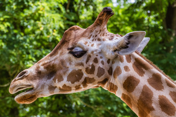 Zoo de la Flèche - Girafe