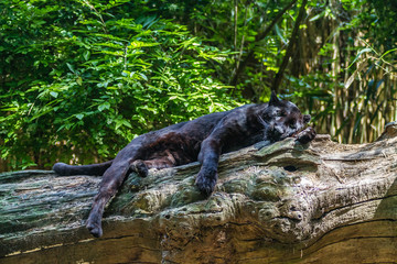 Zoo de la Flèche - Panthère Noire