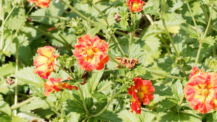 Potentilla x hybrida 'William Rollinson'. Potentille à corolles semi-doubles de couleur jaune-or flammée d'orange