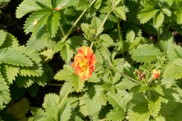 Potentilla x hybrida 'William Rollinson'. Potentille à corolles semi-doubles de couleur jaune-or...