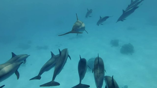 Two small groups of dolphins unite in one pod. Spinner dolphins (Stenella longirostris), Underwater shot, follow shot, escort. Red Sea, Sataya Reef (Dolphin House) Marsa Alam, Egypt, Africa