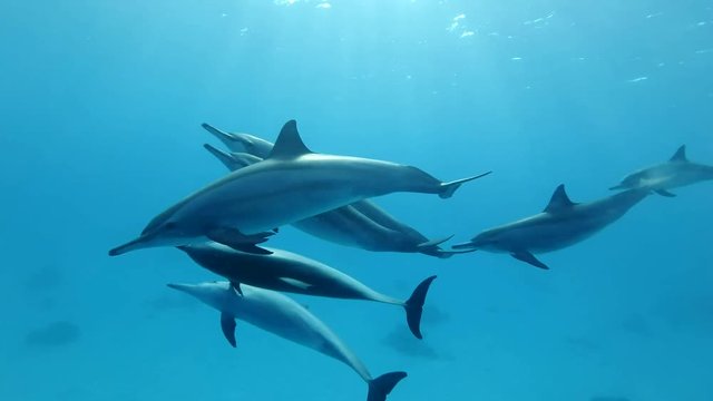 A pod of juvenile dolphins playing in the blue water. Spinner Dolphin (Stenella longirostris), Underwater shot, closeup. Red Sea, Sataya Reef (Dolphin House) Marsa Alam, Egypt, Africa