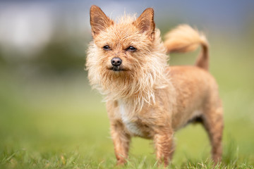 Beautiful happy dog breeds