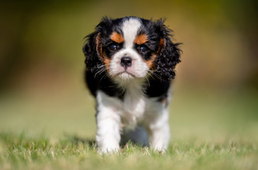 Beautiful happy dog breeds