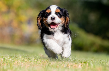 Beautiful happy dog breeds