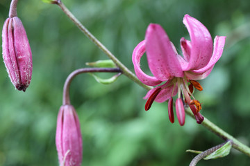 Eritronio dente di cane
