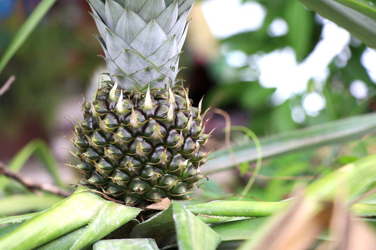 Young green pineapple on the pineapple tree.
